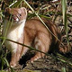 Illustration for article titled Monday Mustelid - Mustela africana Edition